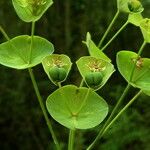 Euphorbia amygdaloides Fruto