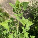 Salvia darcyi Hoja