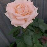Rosa chinensis Kwiat