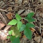 Toxicodendron radicans Leaf