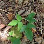 Toxicodendron radicans Листок