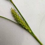 Carex hirta 花