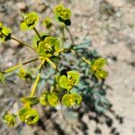 Euphorbia macroclada Flower