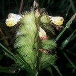 Melampyrum cristatum Λουλούδι
