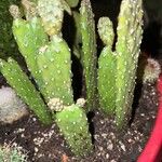 Consolea rubescens Hoja