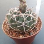 Gymnocalycium oenanthemum Blad