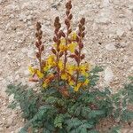 Hoffmannseggia glauca Habit