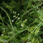 Galium hirtiflorum Характер