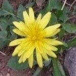 Hyoseris scabra Květ