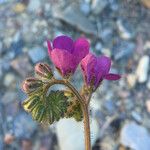 Phacelia calthifolia Lorea