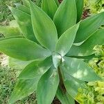 Agave attenuataLeaf