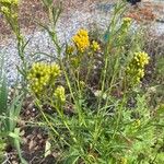 Euthamia occidentalis Blatt