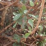 Manilkara mochisia 叶