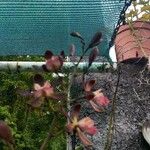 Dendrobium virotii Kvet