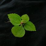 Lecanthus peduncularis Хабит