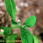 Myosotis speluncicola Leaf