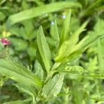 Erigeron strigosusFrunză