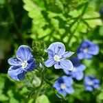 Veronica chamaedrys फूल
