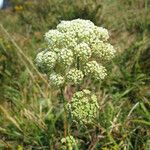 Endressia pyrenaica Flower