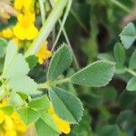 Medicago rigidula Likasa