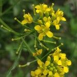 Rorippa sylvestris Flor