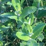 Mentha × villosa Hoja
