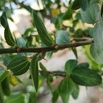 Ziziphus spina-christi Kabuk