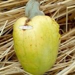 Anacardium occidentale Φρούτο