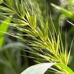 Elymus virginicus Flower