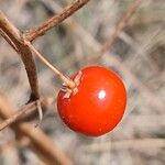 Asparagus officinalis Fruit