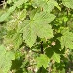 Acer glabrum Blatt