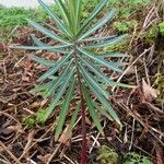 Euphorbia lathyris Habitus