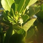 Peripterygia marginata Flower