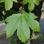 Acer pseudoplatanus叶