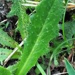 Hypochaeris radicata Blatt