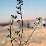 Lobularia libyca Altres