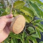 Eschweilera coriacea Fruto