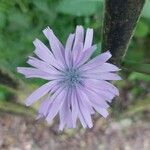 Lactuca macrophylla Fleur