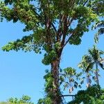 Couroupita guianensis Habit