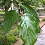 Stewartia ovata Leaf