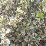 Osmanthus heterophyllus عادت داشتن