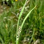 Carex parviflora Otro