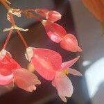 Begonia maculata Flor