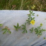 Potentilla erecta Other