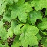 Rubus parviflorus Folha