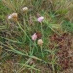 Armeria maritima Blüte