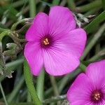 Oxalis articulata Flor