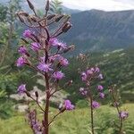 Lactuca alpina फूल