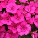 Dianthus barbatus Cvet