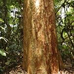 Pericopsis elata Corteccia
